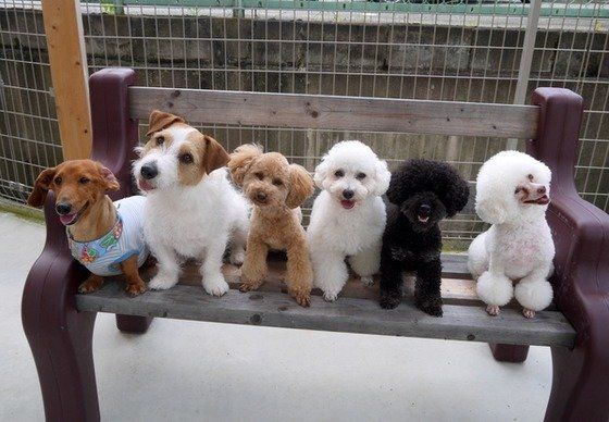 室内犬人気ランキングtop10 お部屋作りやニオイ対策のコツも解説 いぬのきもちweb Magazine